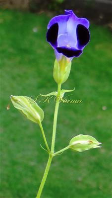  Inflorescence